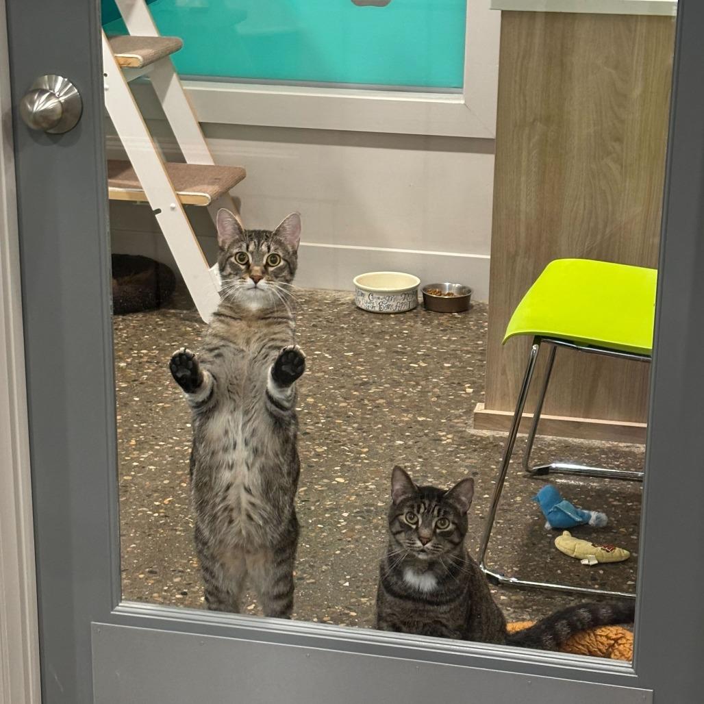 Enlarge Nintendo (Bonded to Quill), a Adoptable mixed breed in Louisville, KY image 2/5