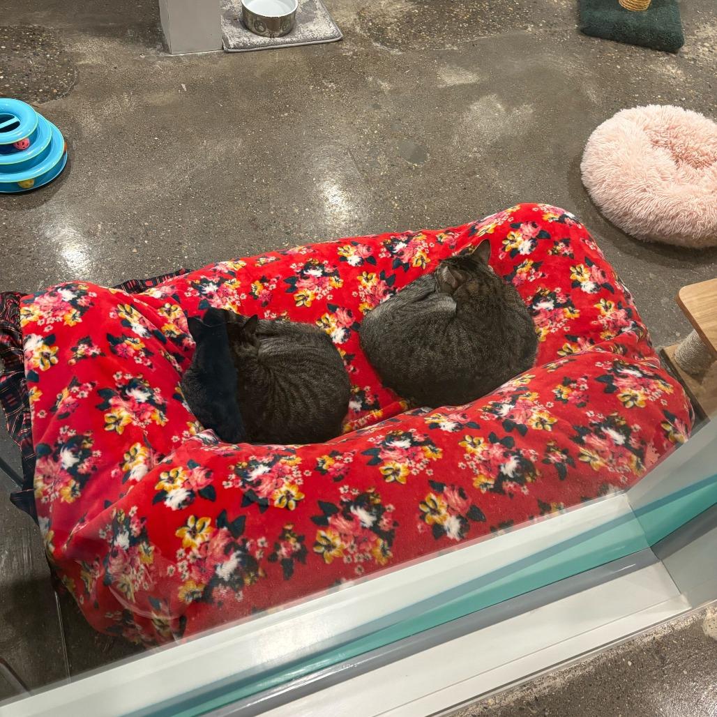 Enlarge Nintendo (Bonded to Quill), a Adoptable mixed breed in Louisville, KY image 3/5