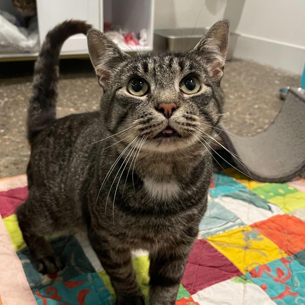 Enlarge Nintendo (Bonded to Quill), a Adoptable mixed breed in Louisville, KY image 5/5