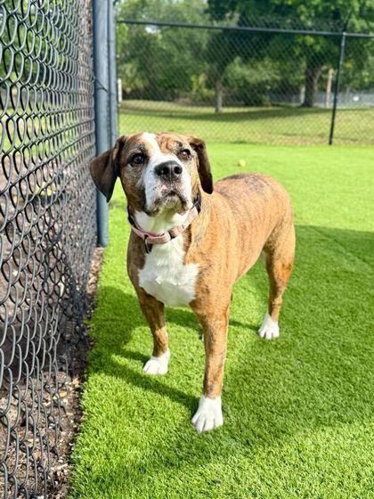 Enlarge Goose - 2, a Adoptable mixed breed in Daytona Beach, FL image 1/1