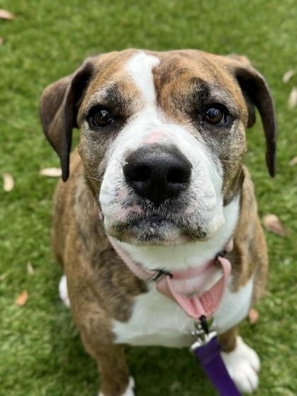 Goose - 2, Adoptable, Adult Male Pit Bull Terrier & Mixed Breed.