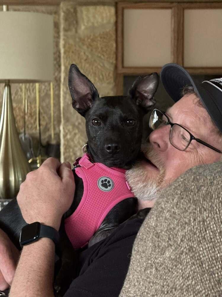 Sassy, Adoptable, Adult Female Manchester Terrier.