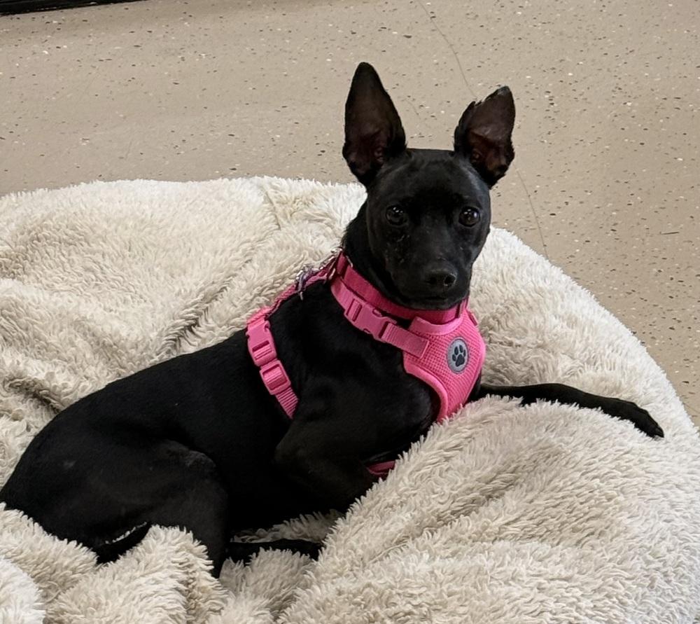 Enlarge Sassy, a Adoptable mixed breed in Mundelein, IL image 2/4