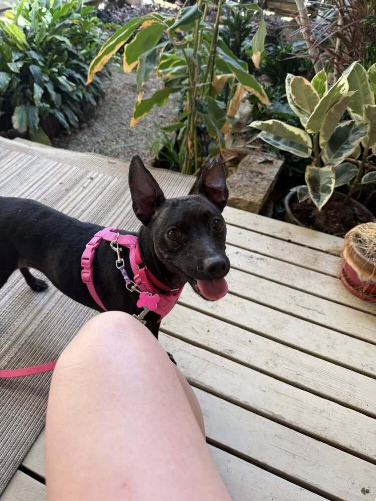 Enlarge Sassy, a Adoptable mixed breed in Mundelein, IL image 3/4