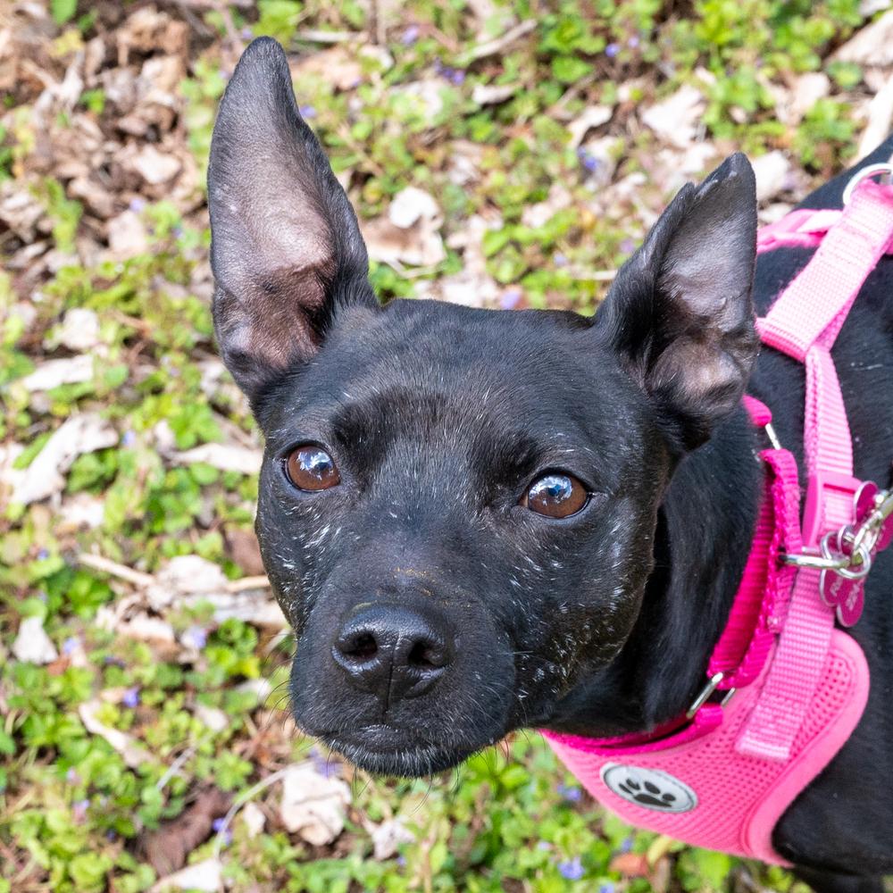 Enlarge Sassy, a Adoptable mixed breed in Mundelein, IL image 4/4