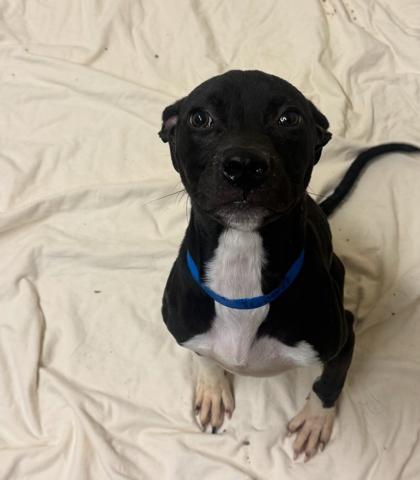 Enlarge Old Money, a Adoptable mixed breed in Detroit, MI image 1/1