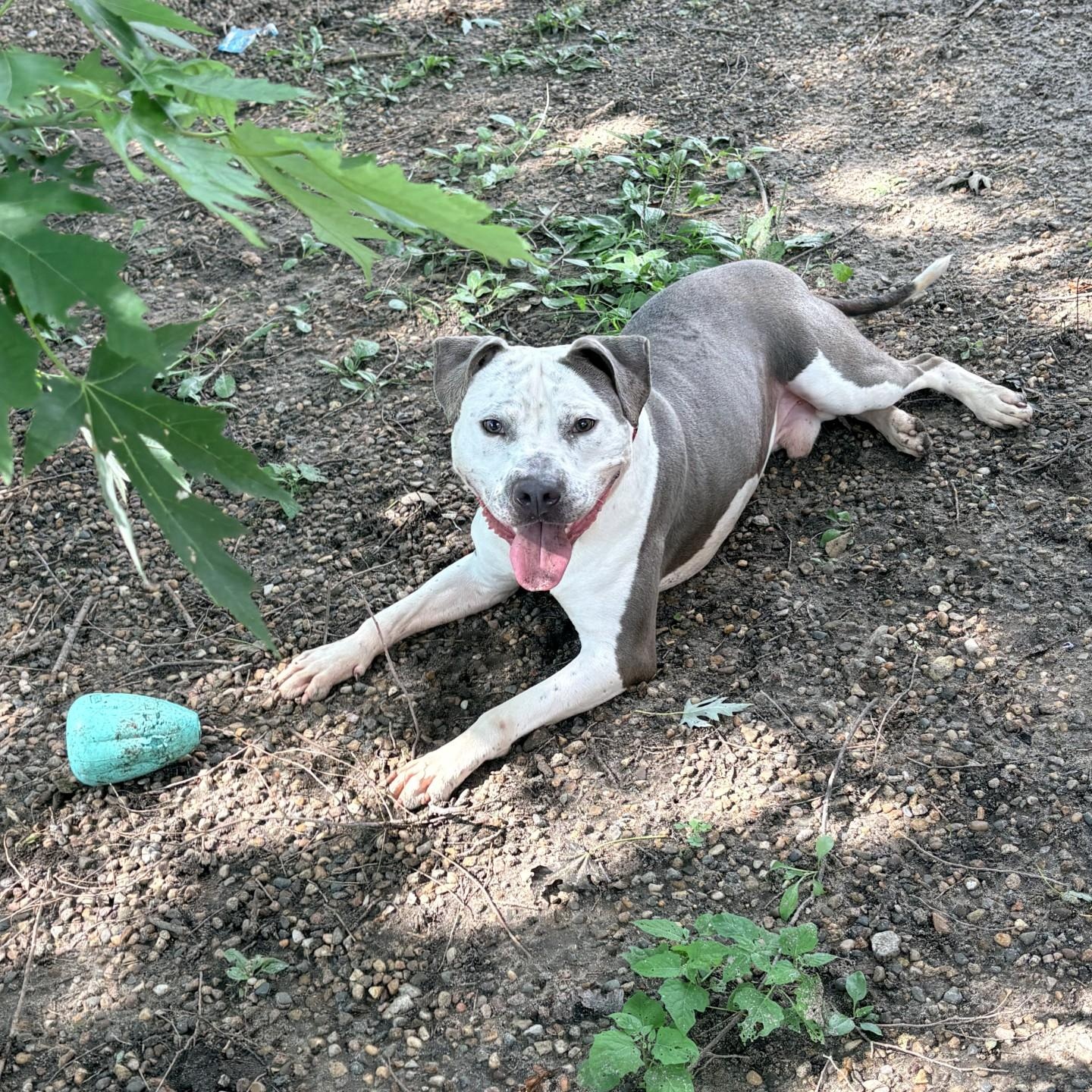 Enlarge Ducky, a Adoptable mixed breed in Waterloo, IA image 3/6