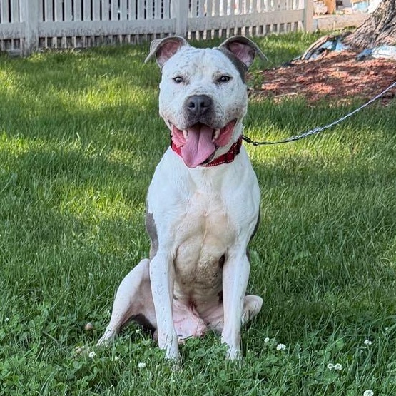 Enlarge Ducky, a Adoptable mixed breed in Waterloo, IA image 4/6