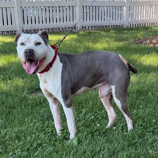 Enlarge Ducky, a Adoptable mixed breed in Waterloo, IA image 5/6