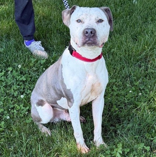 Enlarge Ducky, a Adoptable mixed breed in Waterloo, IA image 6/6