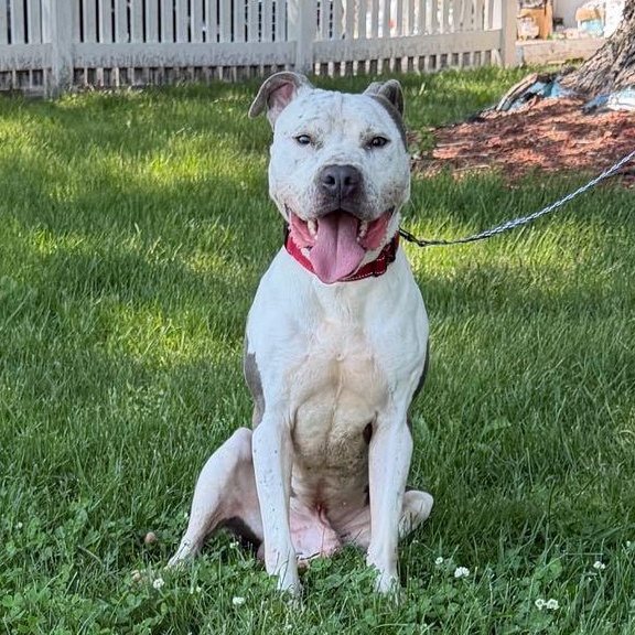 Enlarge Ducky, a Adoptable mixed breed in Waterloo, IA image 1/6