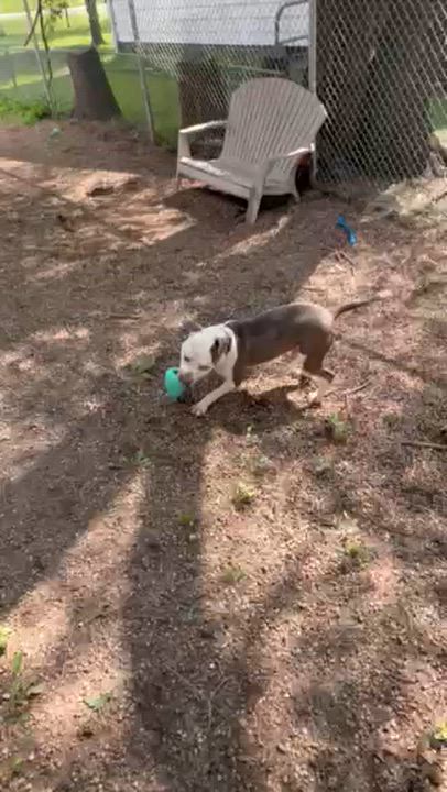 Enlarge Ducky, a Adoptable mixed breed in Waterloo, IA video 2/6