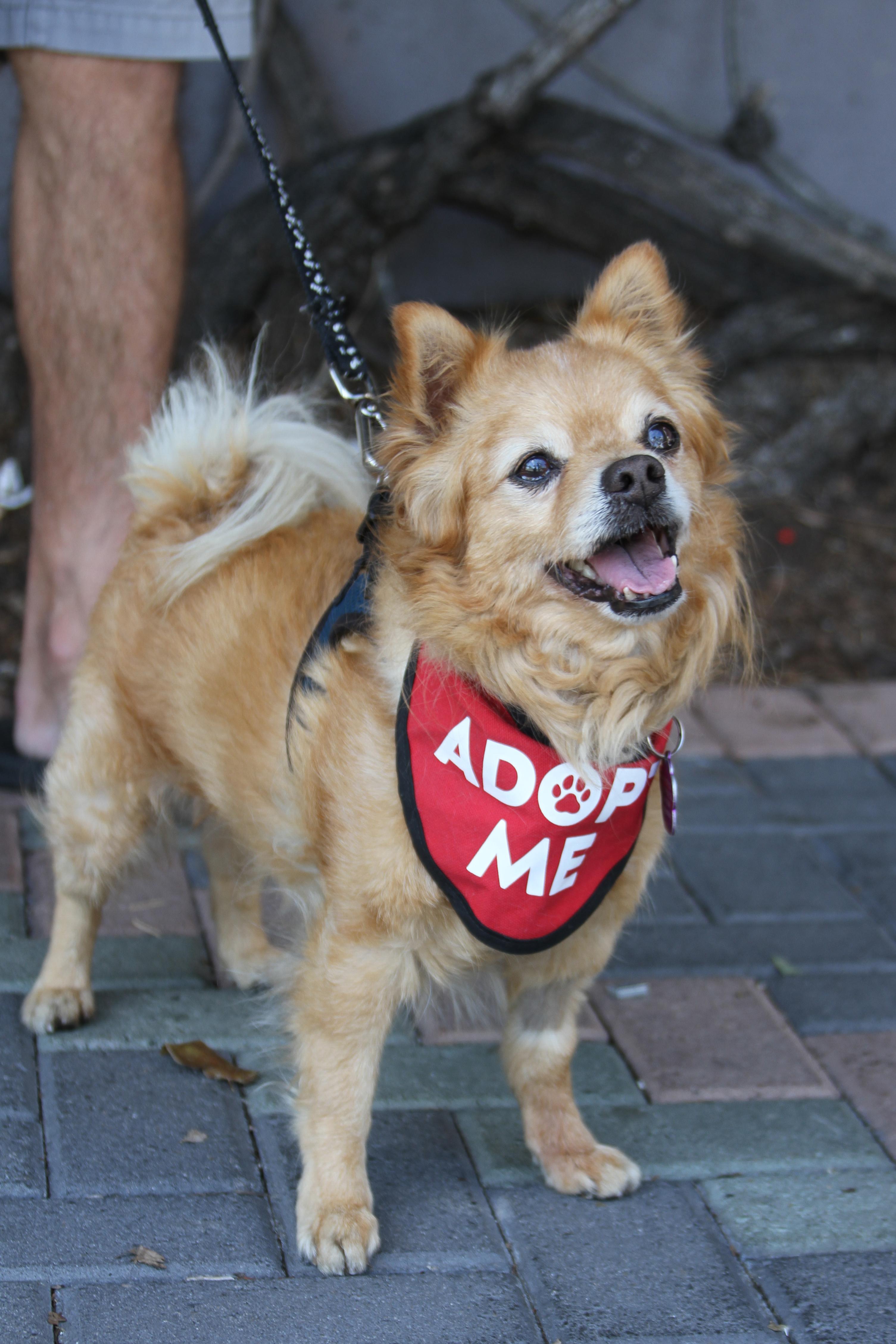 Enlarge Darling Dexter, an adoptable mixed breed in Mission Viejo, CA image 2/6