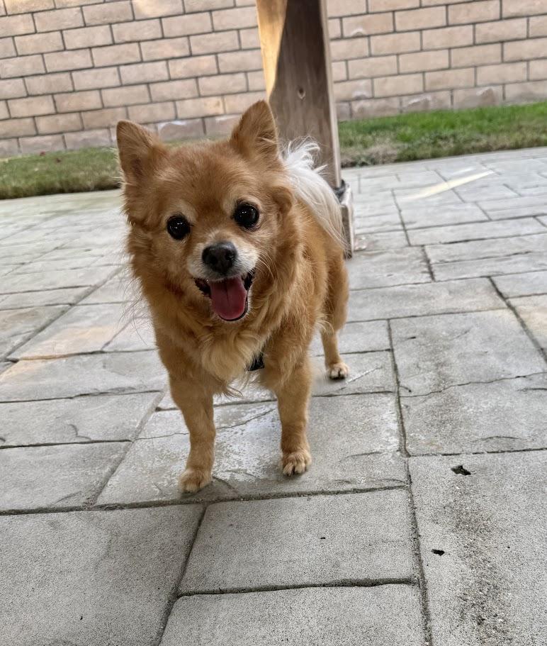 Enlarge Dexter, a ADOPTABLE mixed breed in Mission Viejo, CA image 4/5