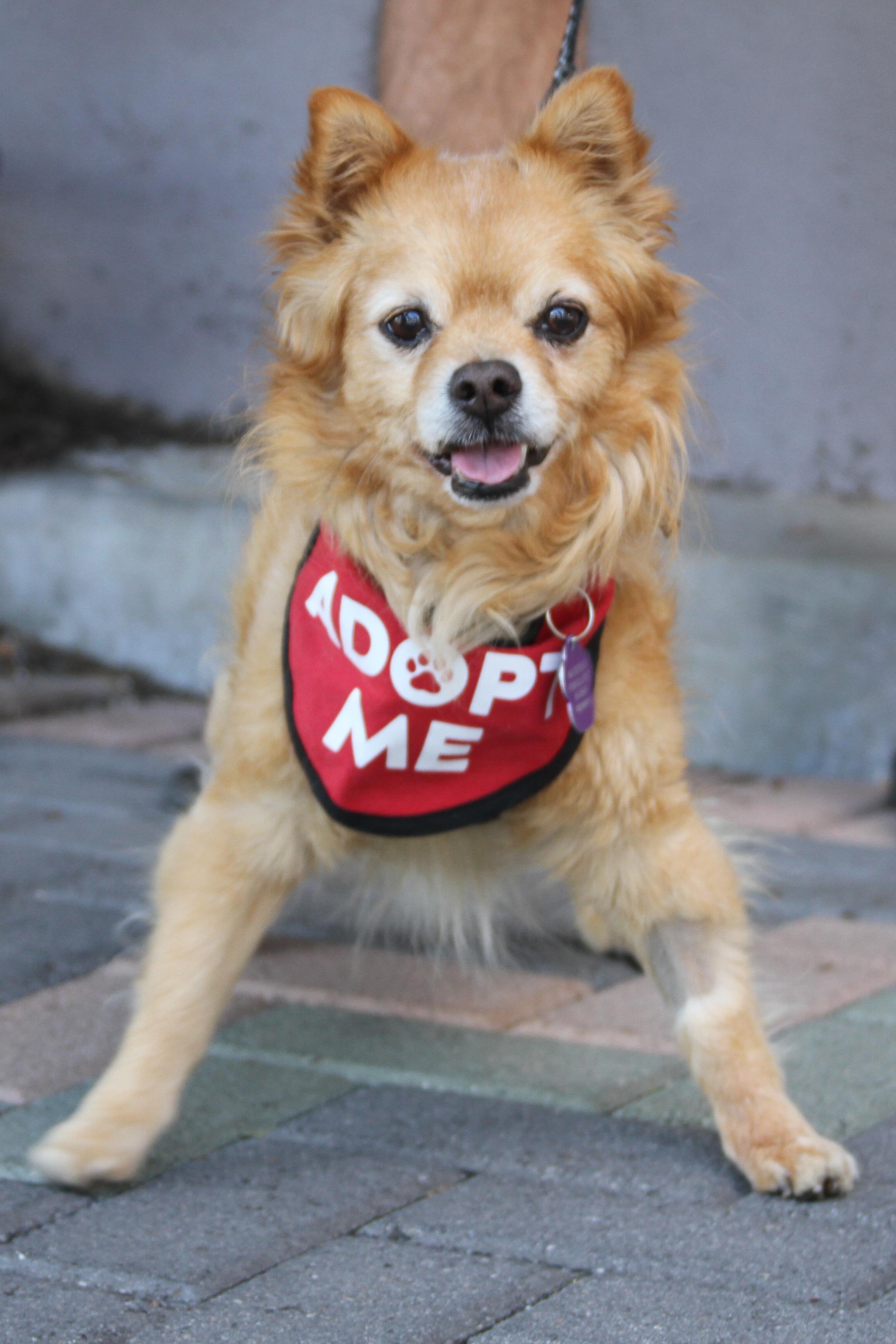 Enlarge Darling Dexter, an adoptable mixed breed in Mission Viejo, CA image 4/6