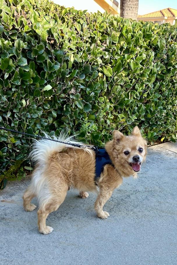 Enlarge Dexter, a ADOPTABLE mixed breed in Mission Viejo, CA image 3/5