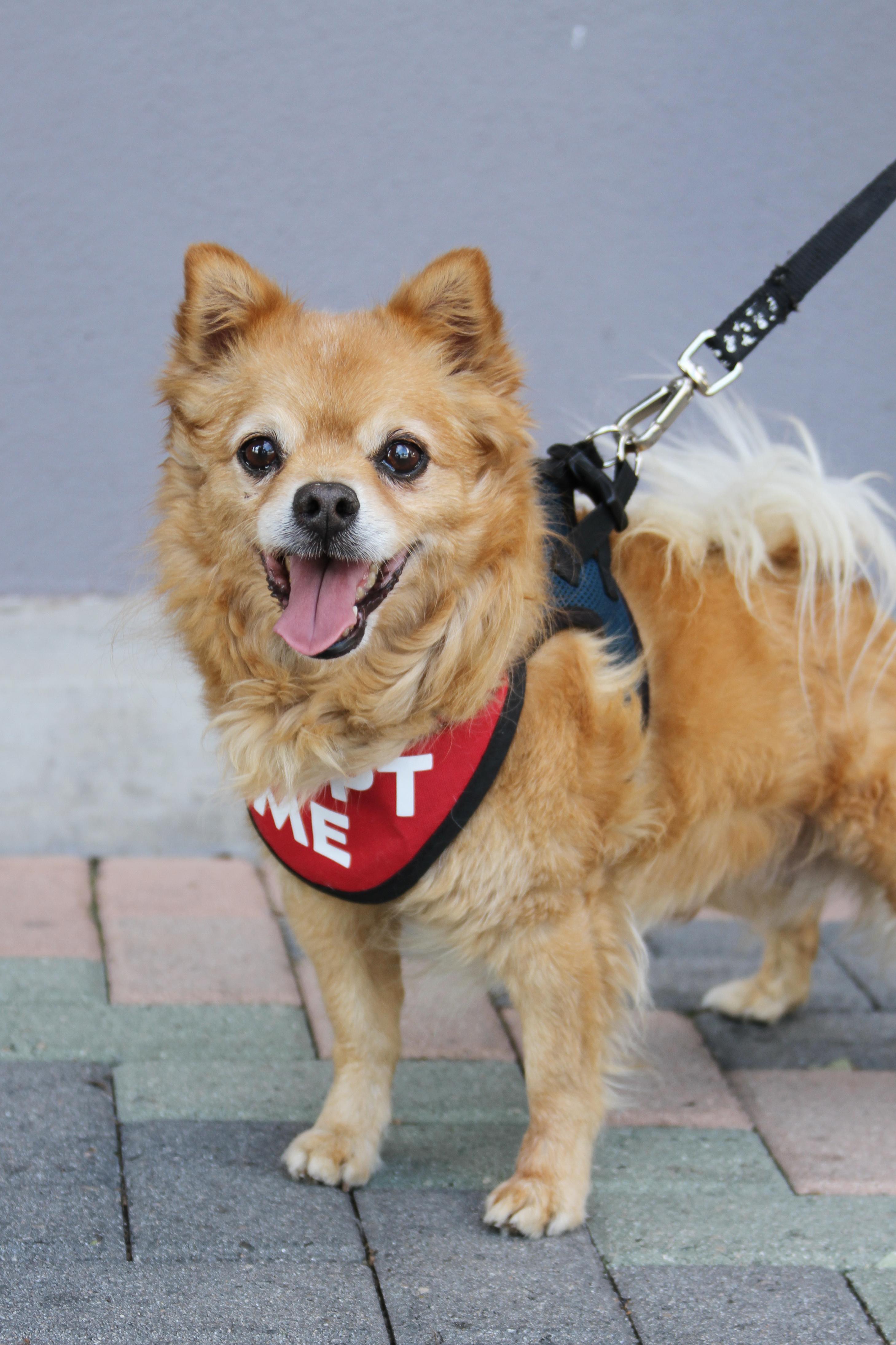 Darling Dexter, ADOPTABLE, Senior Male Pomeranian & Chihuahua.