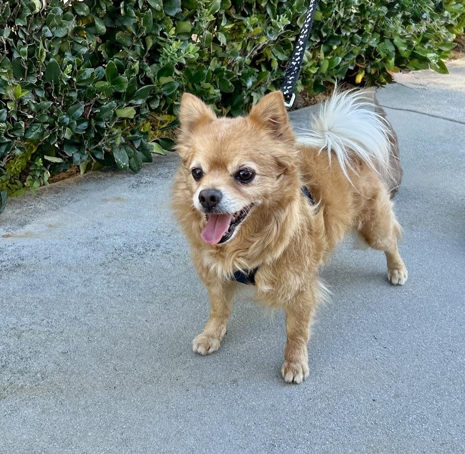 Enlarge Dexter, a ADOPTABLE mixed breed in Mission Viejo, CA image 2/5