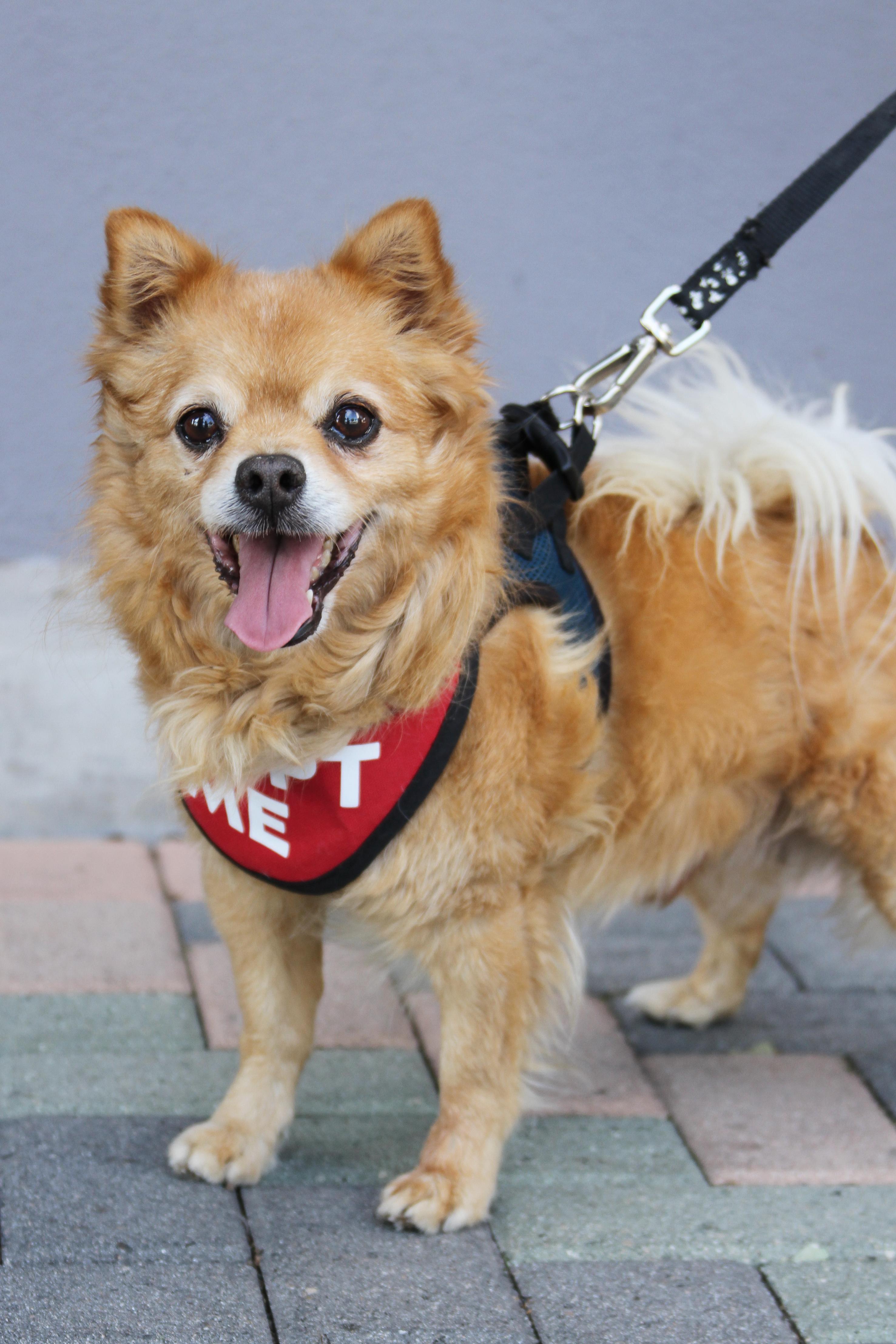 Darling Dexter, a ADOPTABLE mixed breed in Mission Viejo, CA image 3/5