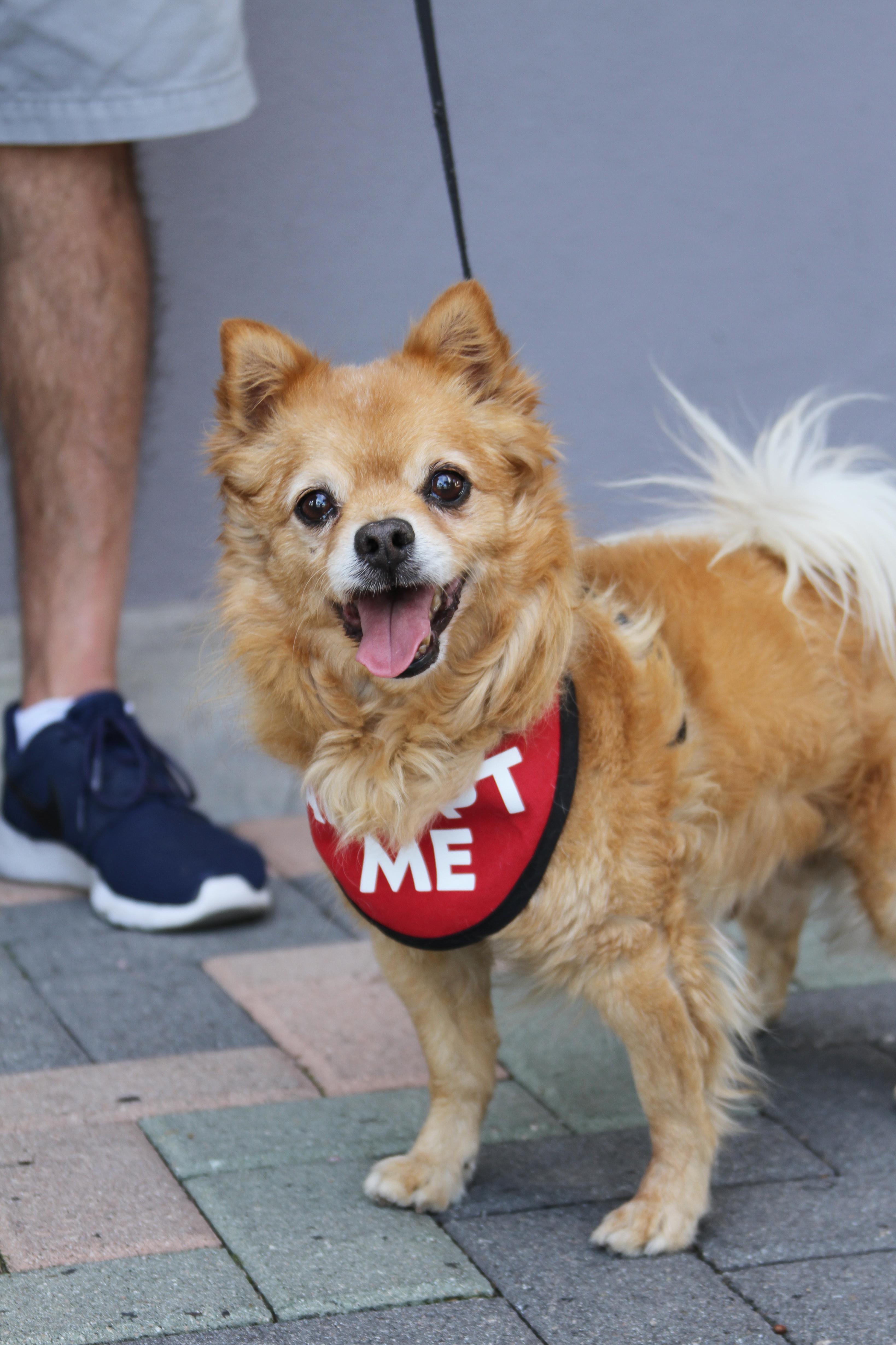 Darling Dexter, a ADOPTABLE mixed breed in Mission Viejo, CA image 2/5