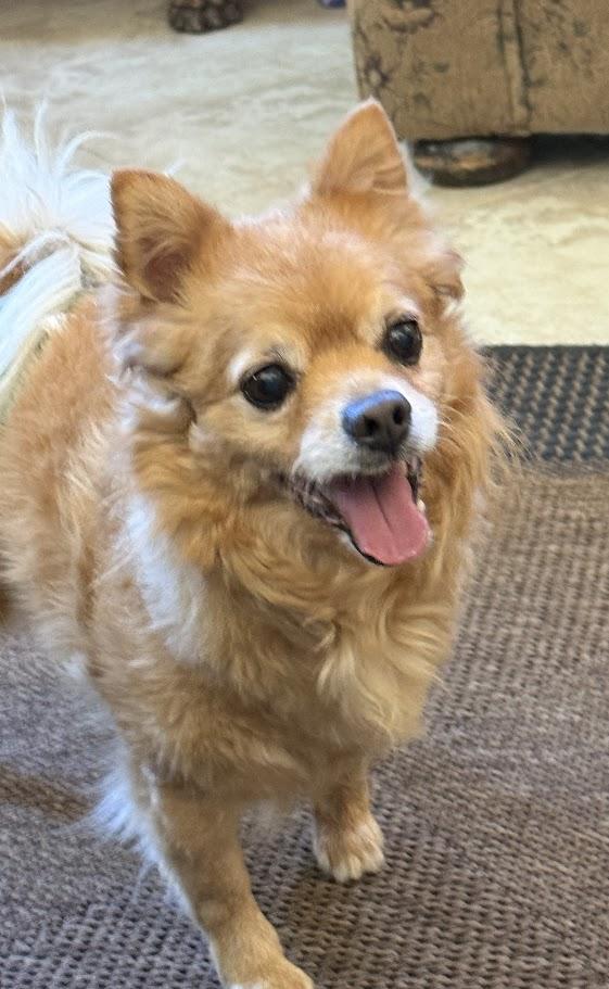 Enlarge Dexter, a ADOPTABLE mixed breed in Mission Viejo, CA image 1/5