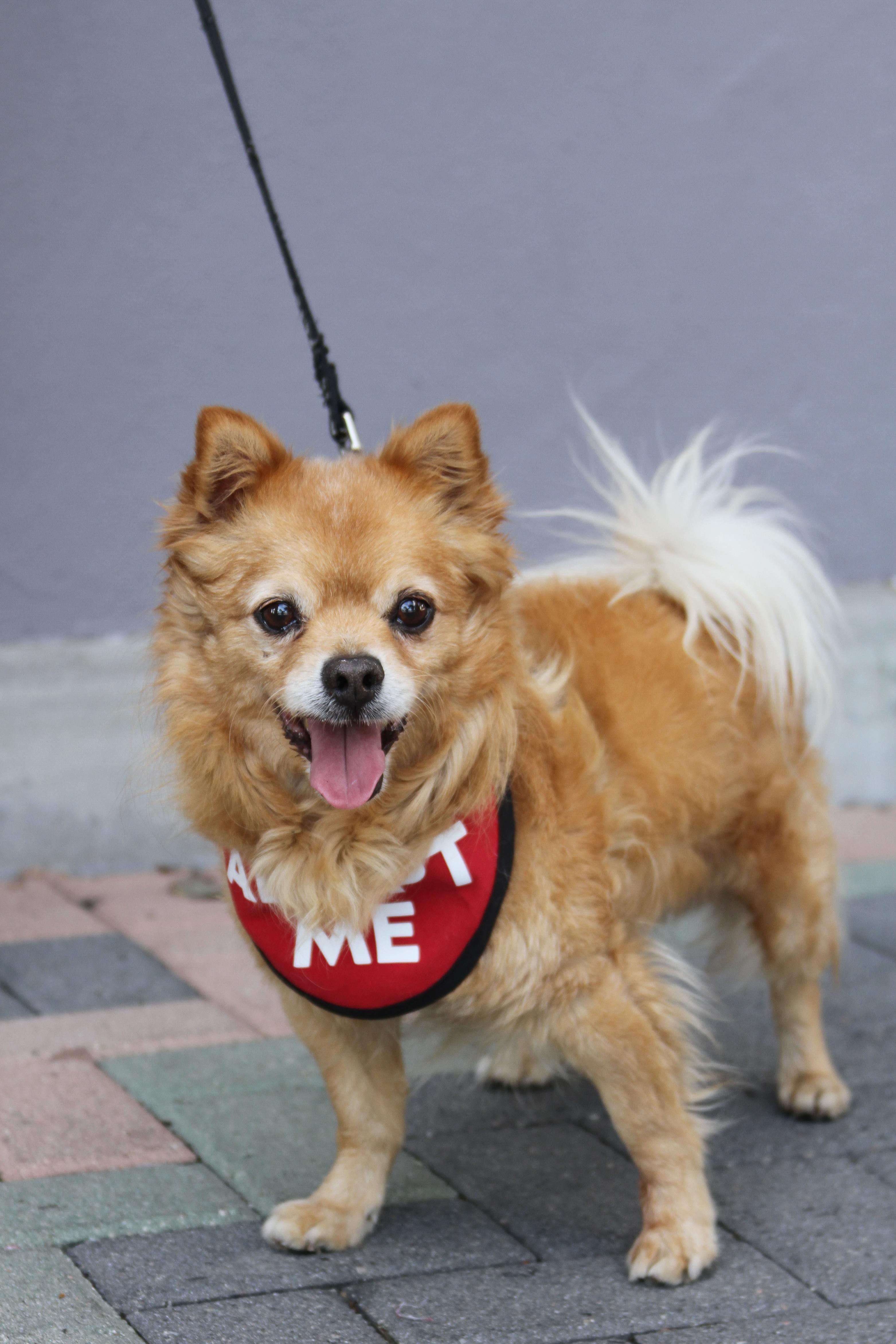 Darling Dexter, a ADOPTABLE mixed breed in Mission Viejo, CA image 5/5