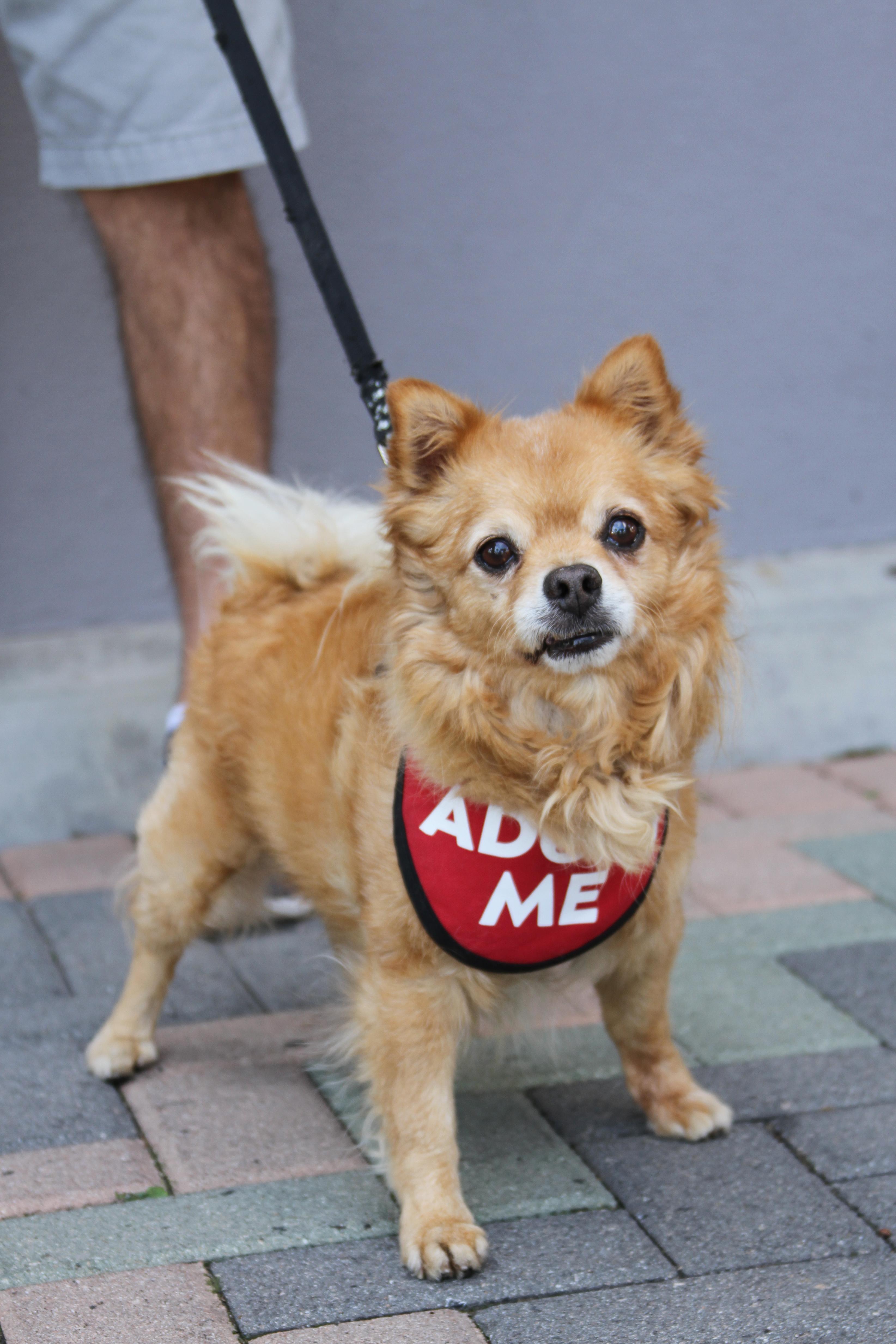 Darling Dexter, a ADOPTABLE mixed breed in Mission Viejo, CA image 4/5