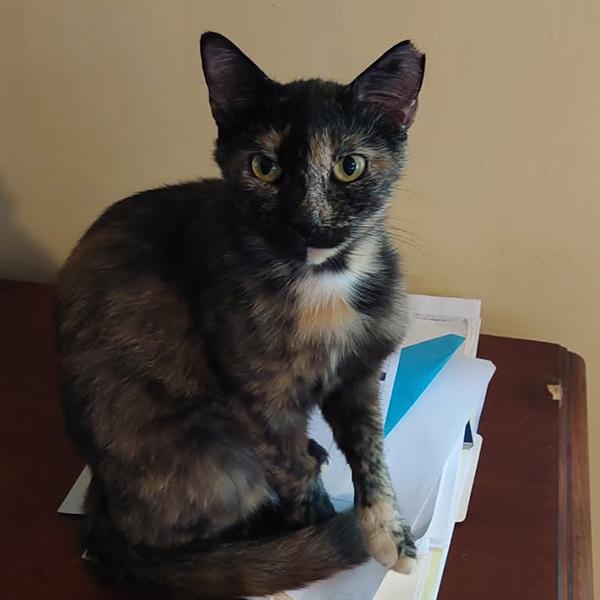Miss October, Adoptable, Young Female Tortoiseshell.