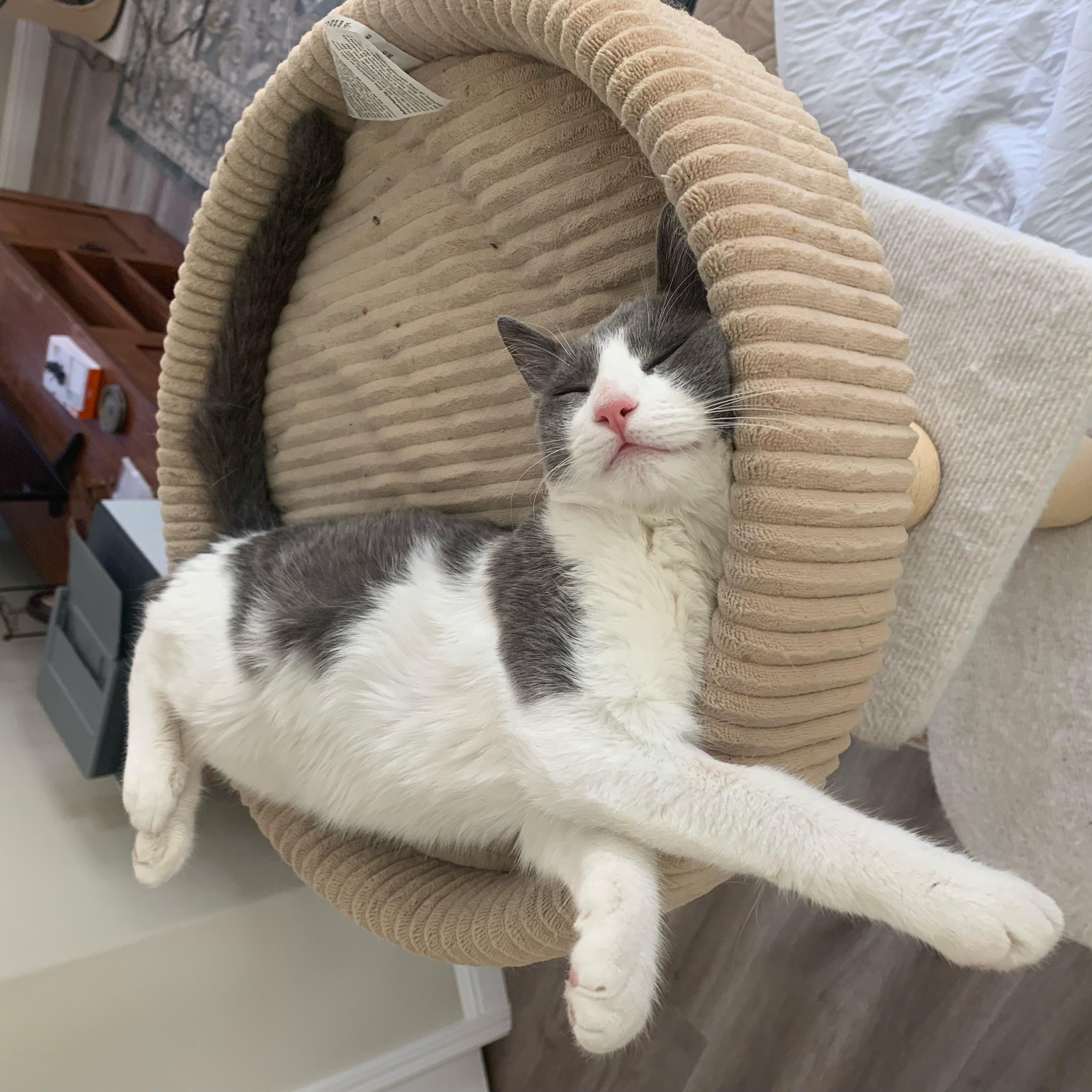 Enlarge Rooney, a Adoptable American Shorthair in Morgan Hill, CA image 3/5