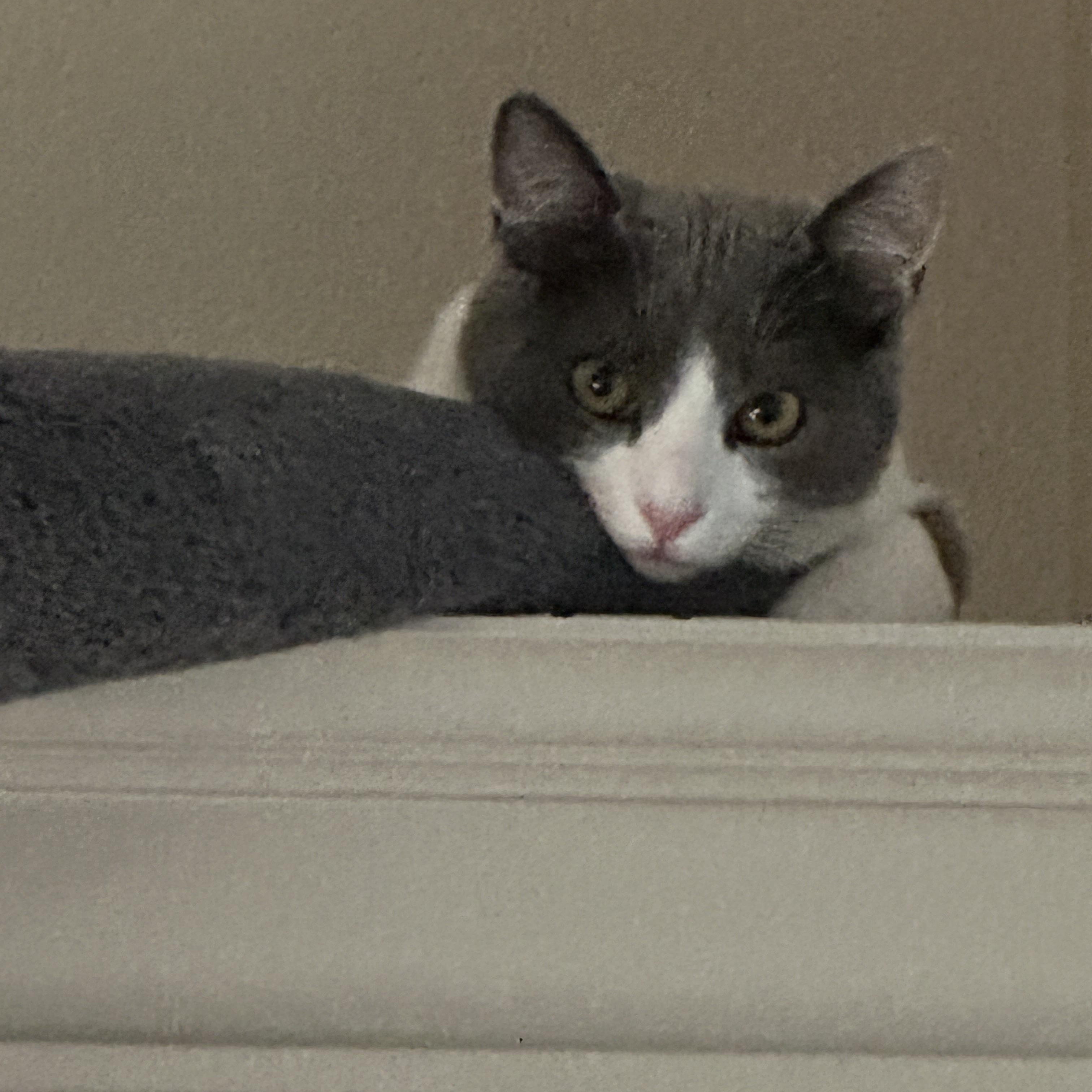 Enlarge Rooney, a Adoptable American Shorthair in Morgan Hill, CA image 1/5