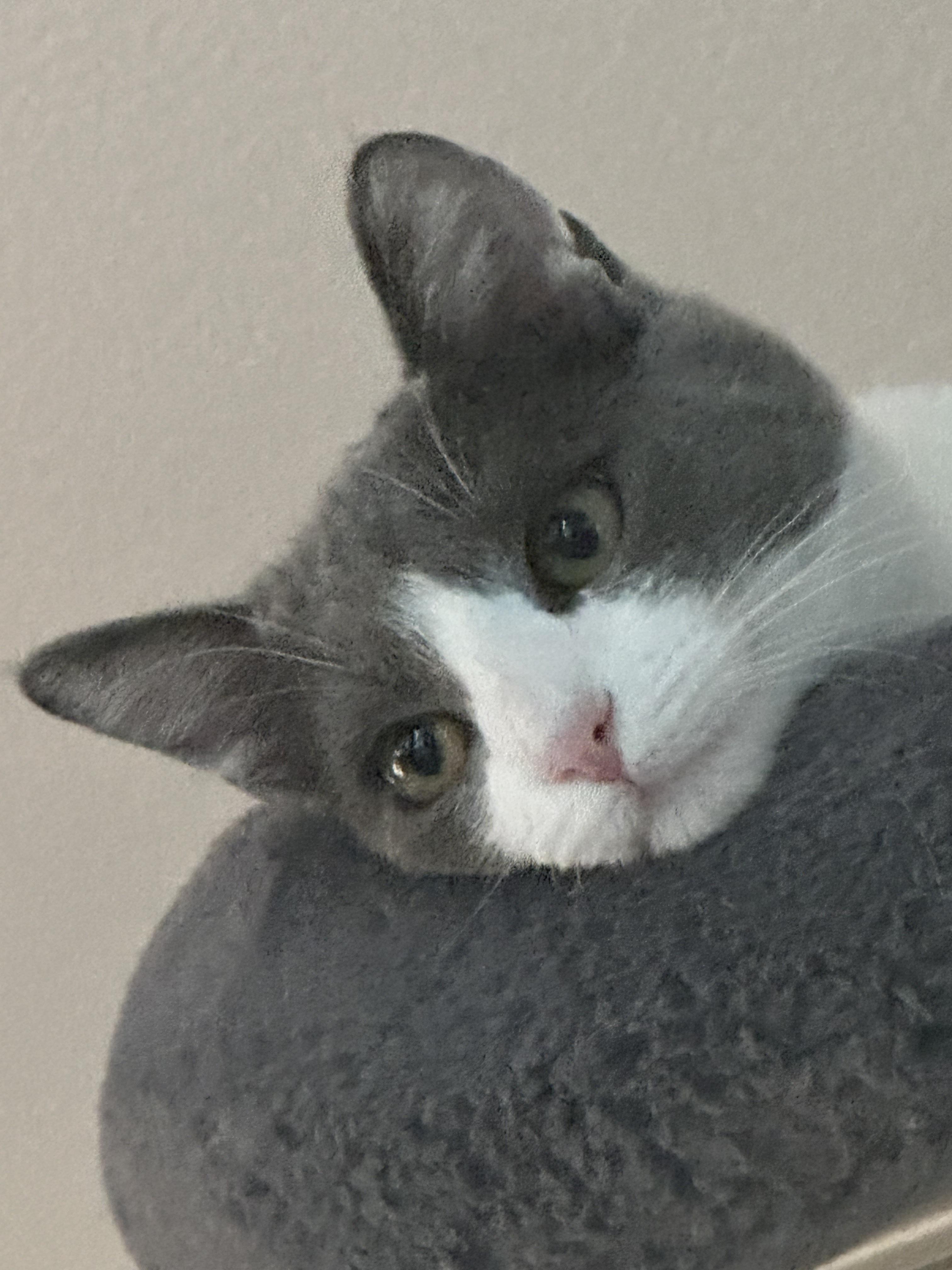 Enlarge Rooney, a Adoptable American Shorthair in Morgan Hill, CA image 2/5