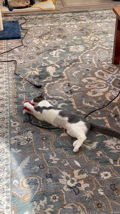 Enlarge Rooney, a Adoptable American Shorthair in Morgan Hill, CA video 5/5