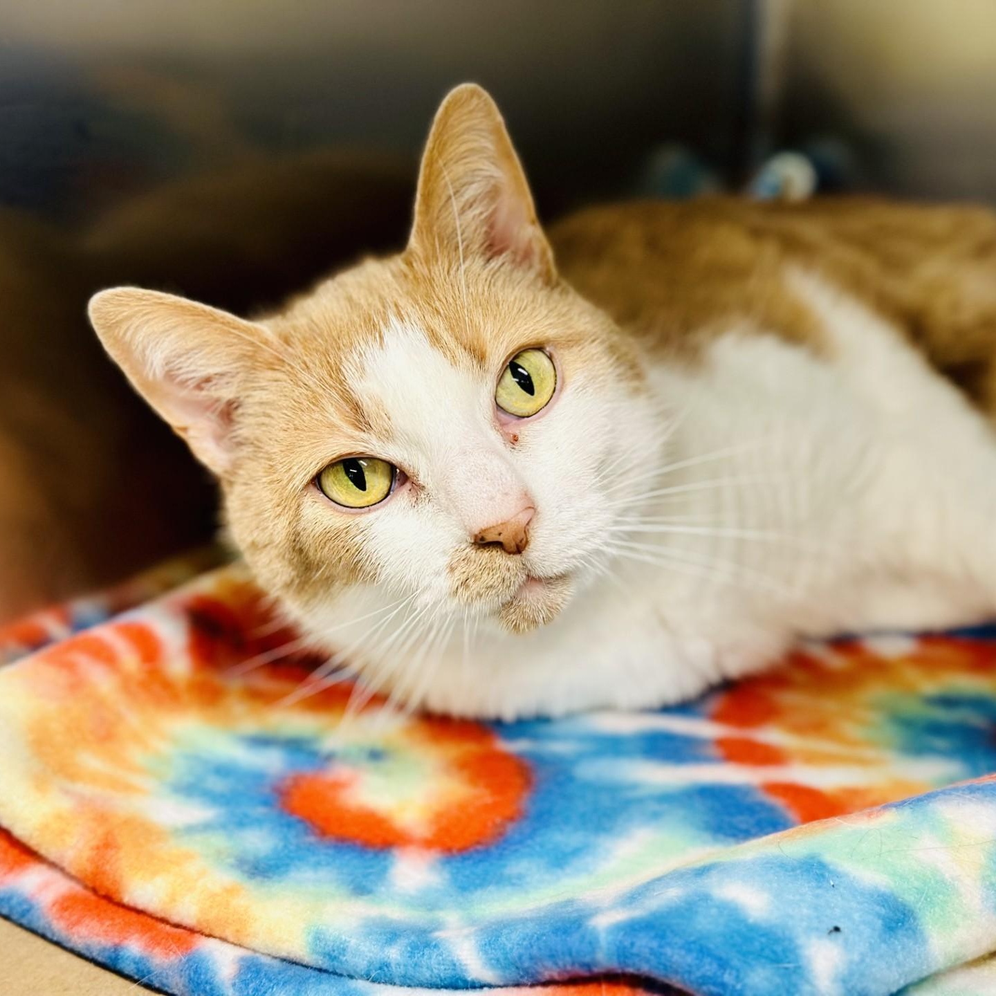 Enlarge Summer , a ADOPTABLE Domestic Short Hair in Jackson, NJ image 1/3