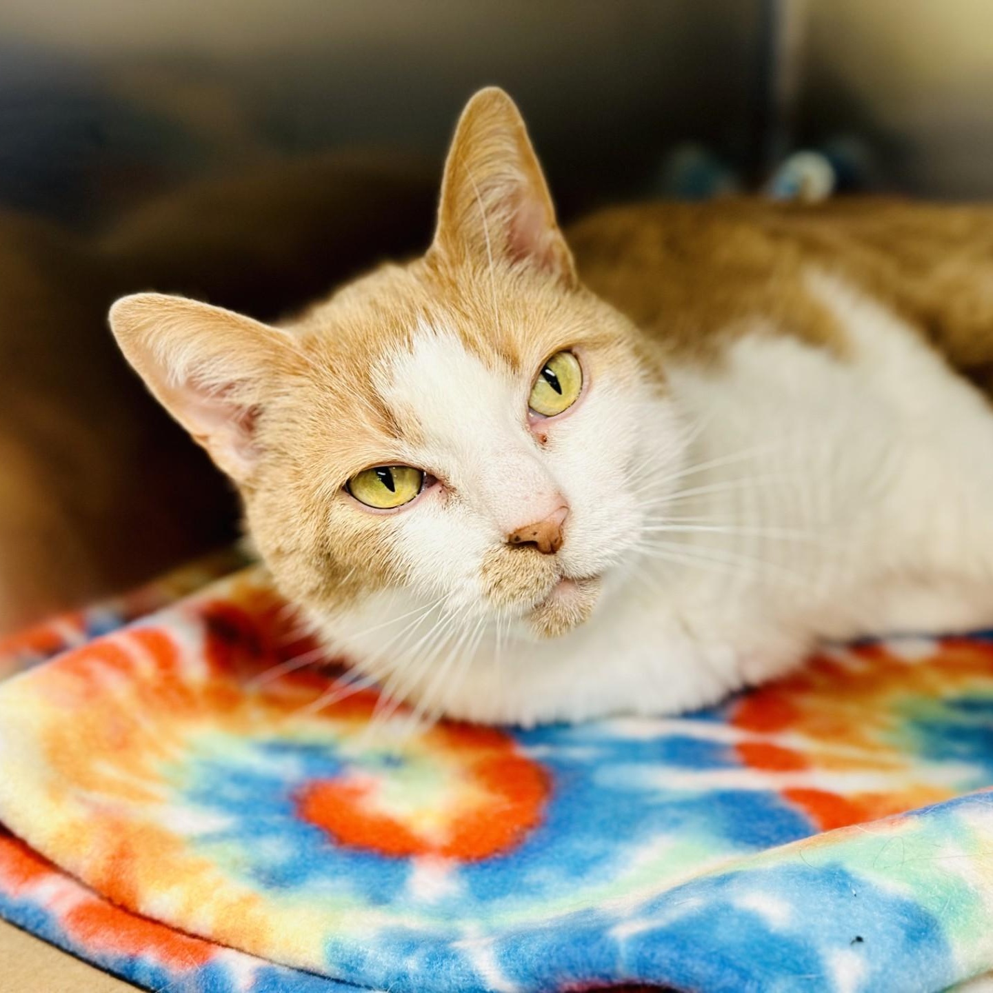 Enlarge Summer , a ADOPTABLE Domestic Short Hair in Jackson, NJ image 2/3