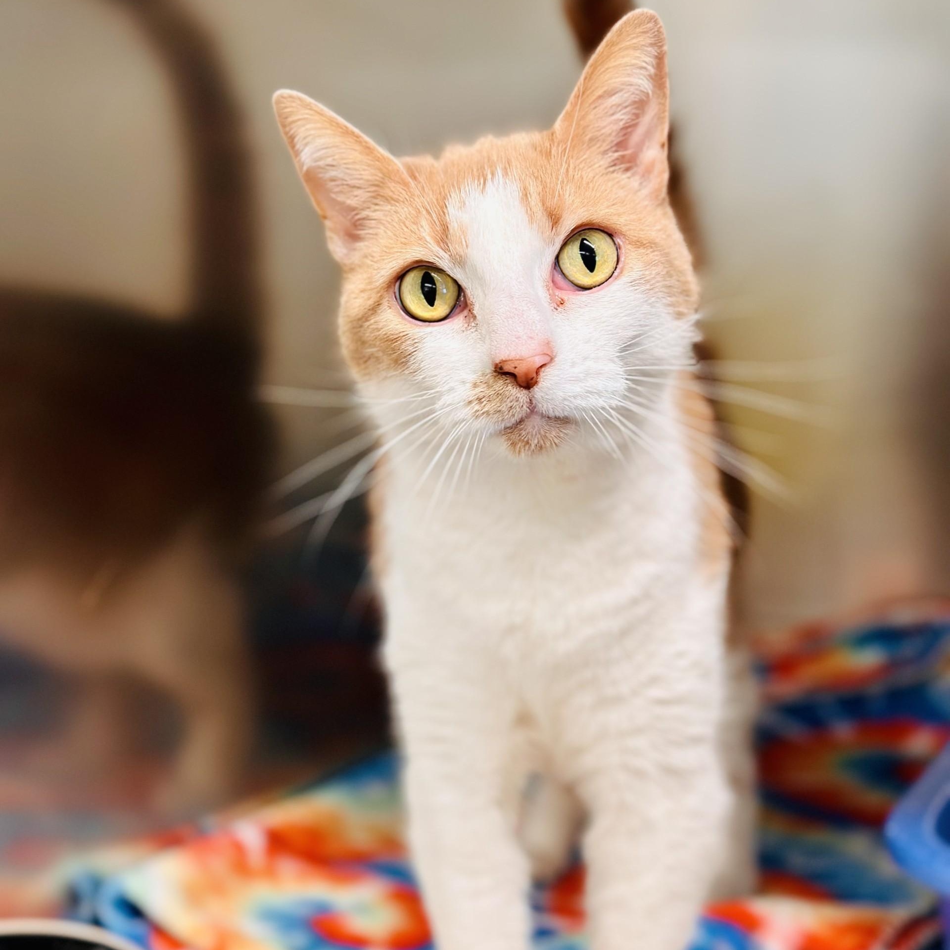 Enlarge Summer , a ADOPTABLE Domestic Short Hair in Jackson, NJ image 3/3