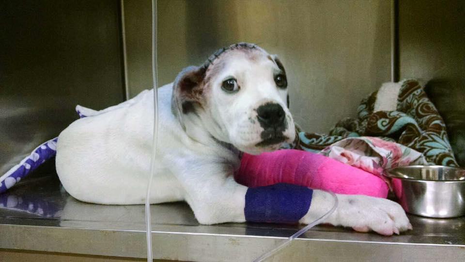 Sammie, Adopted, Young Male Boxer & Pit Bull Terrier.