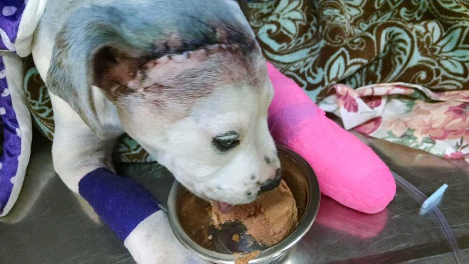 Enlarge Sammie, a Adopted mixed breed in New York, NY image 3/3