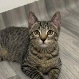 Ginseng, ADOPTABLE, Kitten Female Tabby.