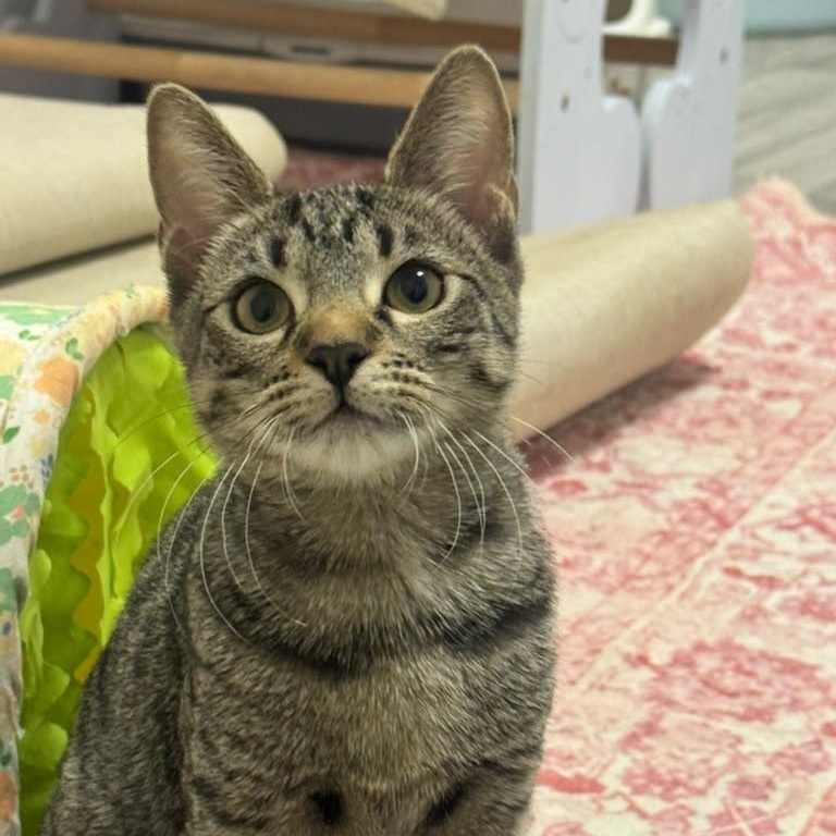 Ginseng, Adoptable, Kitten Female Tabby.