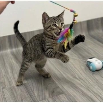 Enlarge Ginseng, a ADOPTABLE Tabby in Astoria, NY image 2/4