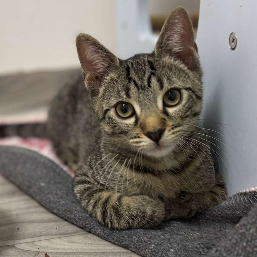 Enlarge Ginseng, a ADOPTABLE Tabby in Astoria, NY image 4/4
