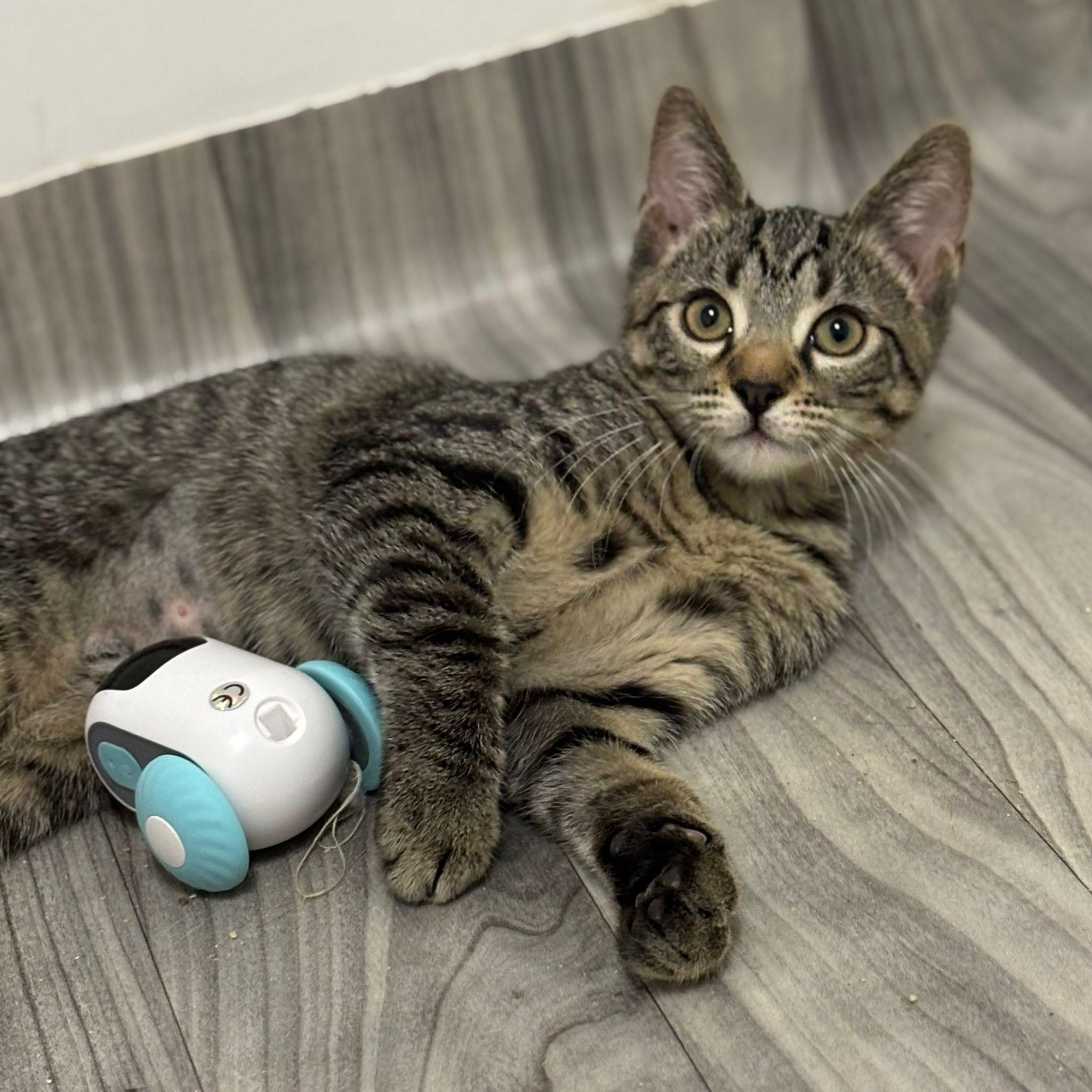 Enlarge Ginseng, a ADOPTABLE Tabby in Astoria, NY image 3/4