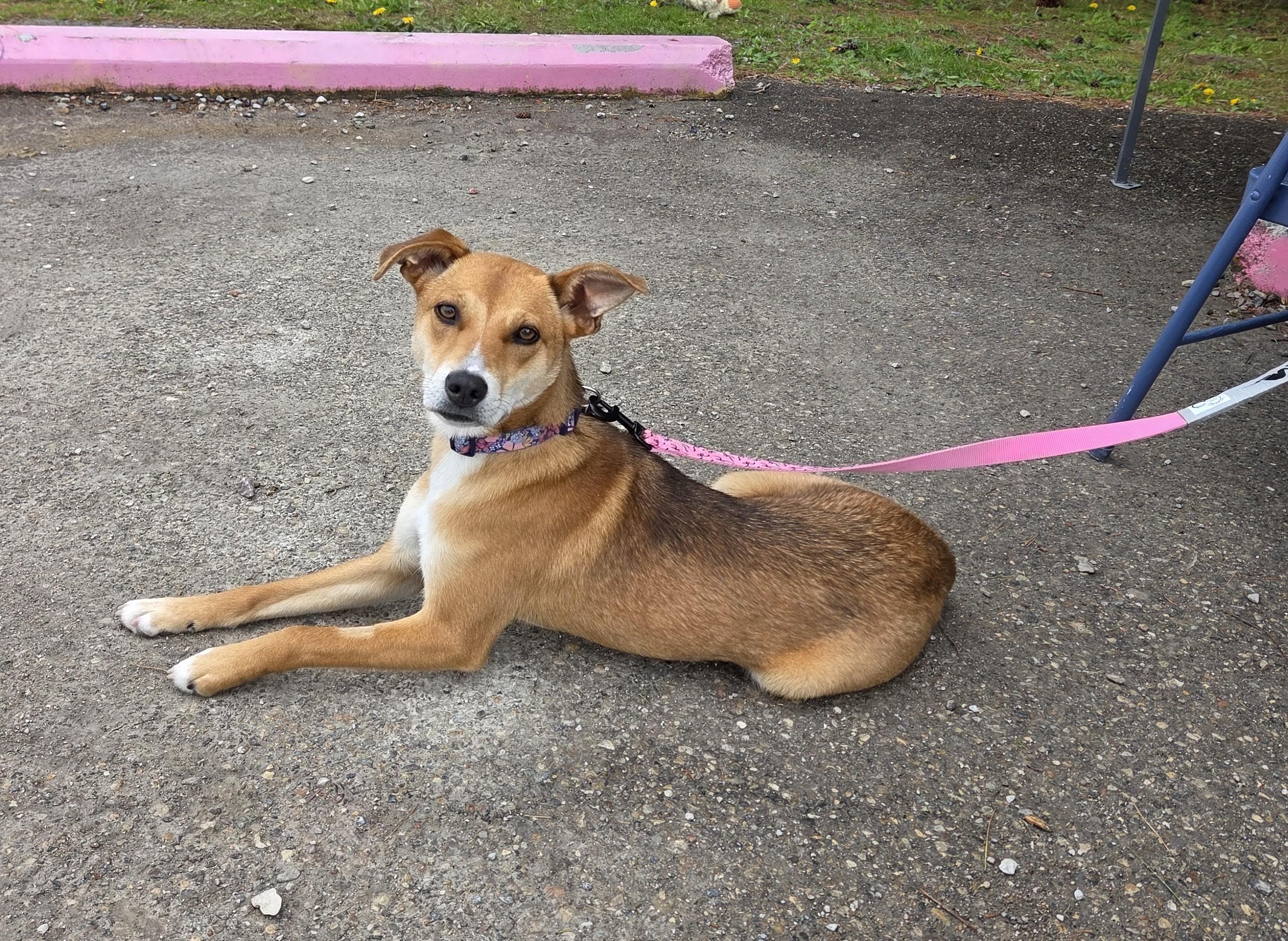 Daisy, a ADOPTABLE mixed breed in Carsonville, MI image 1/6