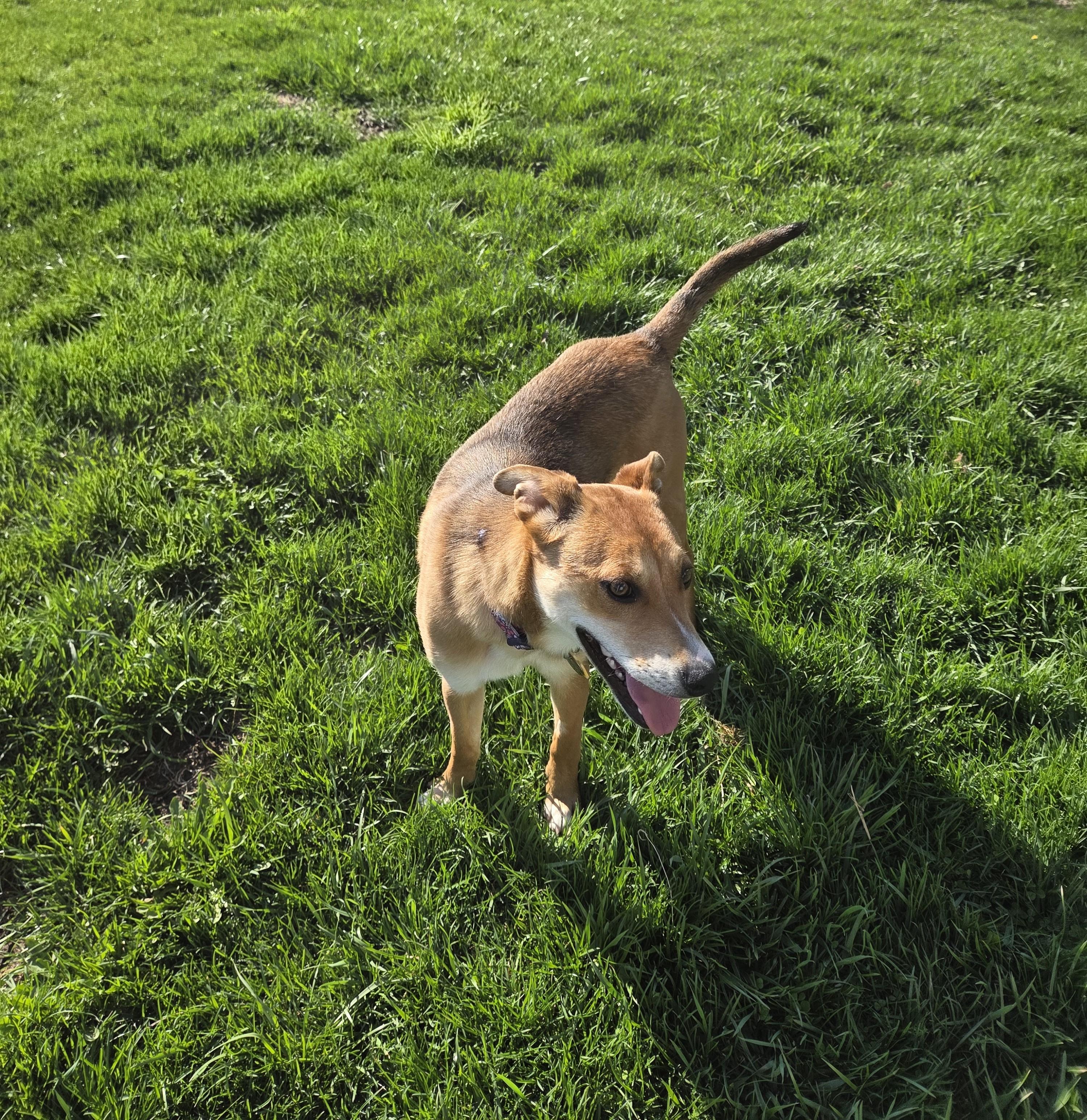 Enlarge Daisy, a ADOPTABLE mixed breed in Carsonville, MI image 3/3