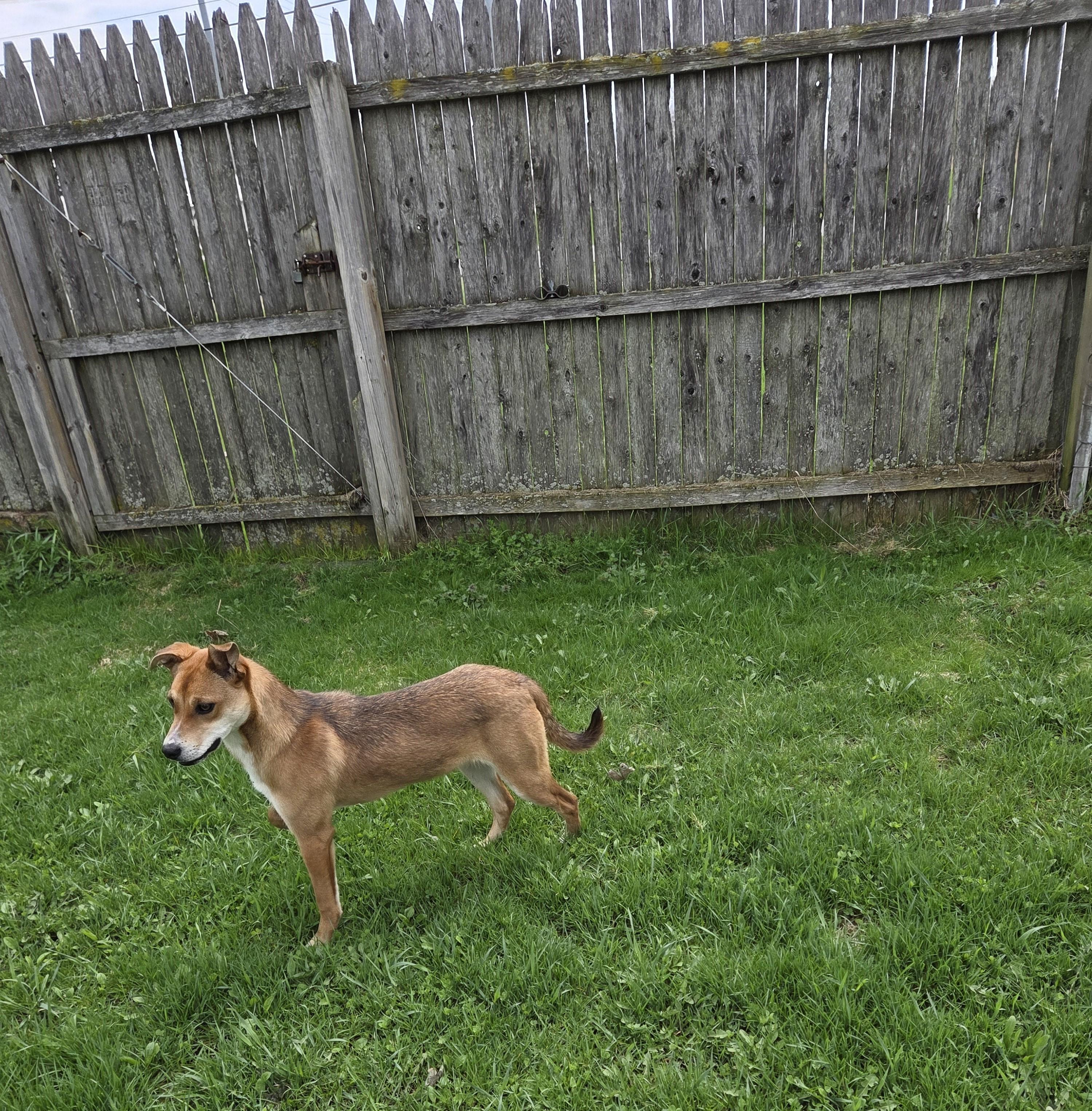 Enlarge Daisy, a ADOPTABLE mixed breed in Carsonville, MI image 2/3