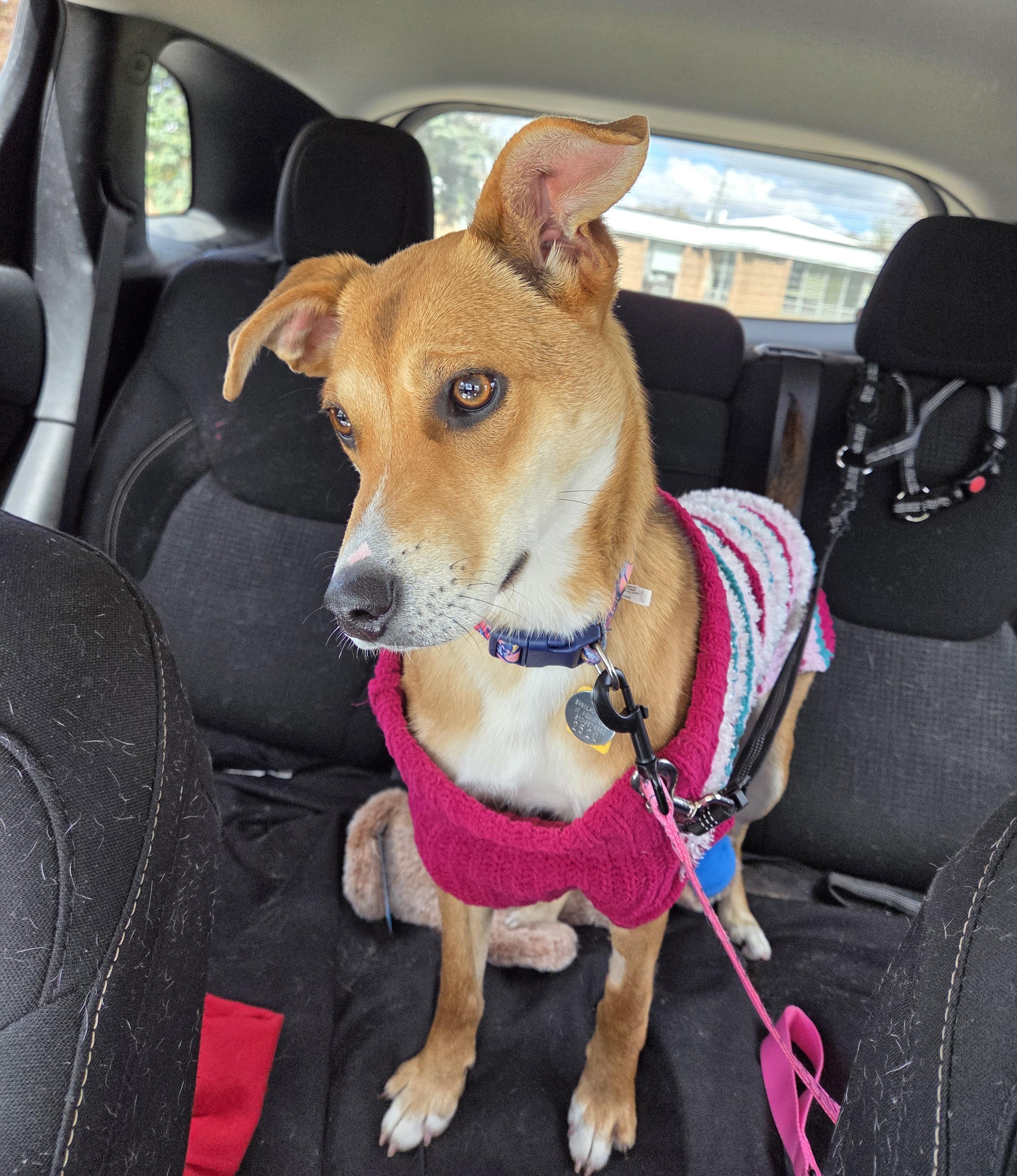 Daisy, a ADOPTABLE mixed breed in Carsonville, MI image 5/6