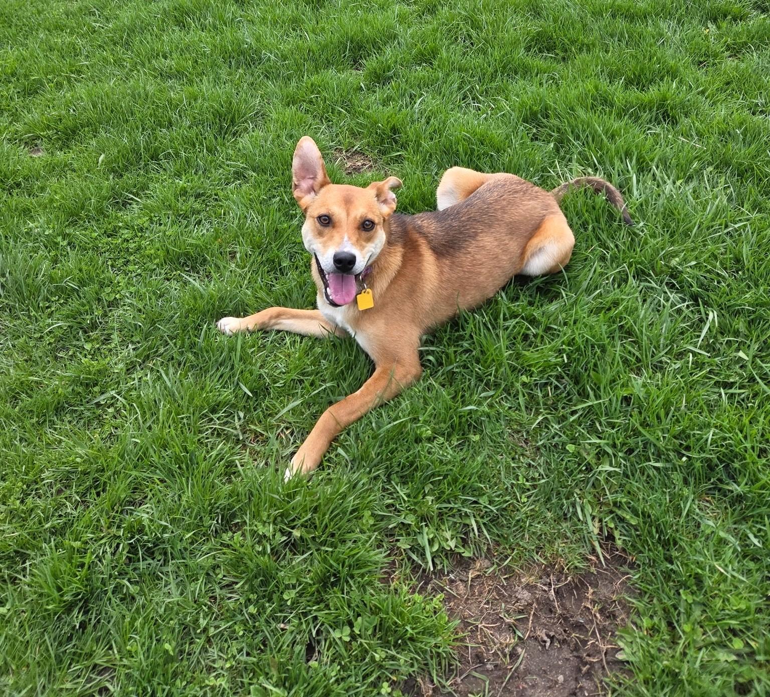 Daisy, ADOPTABLE, Young Female Mixed Breed.