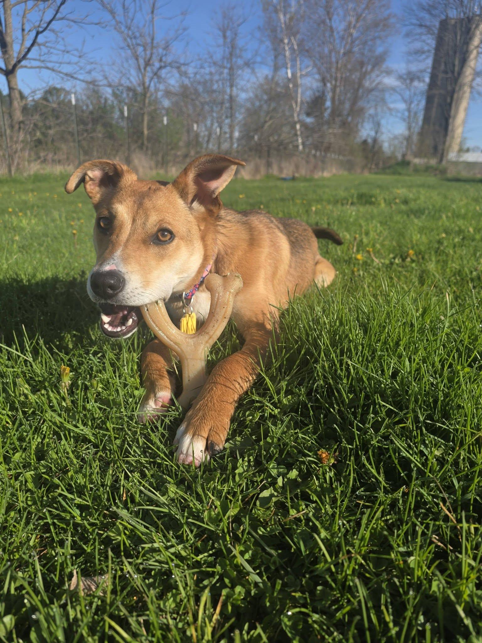 Daisy, a ADOPTABLE mixed breed in Carsonville, MI image 4/6
