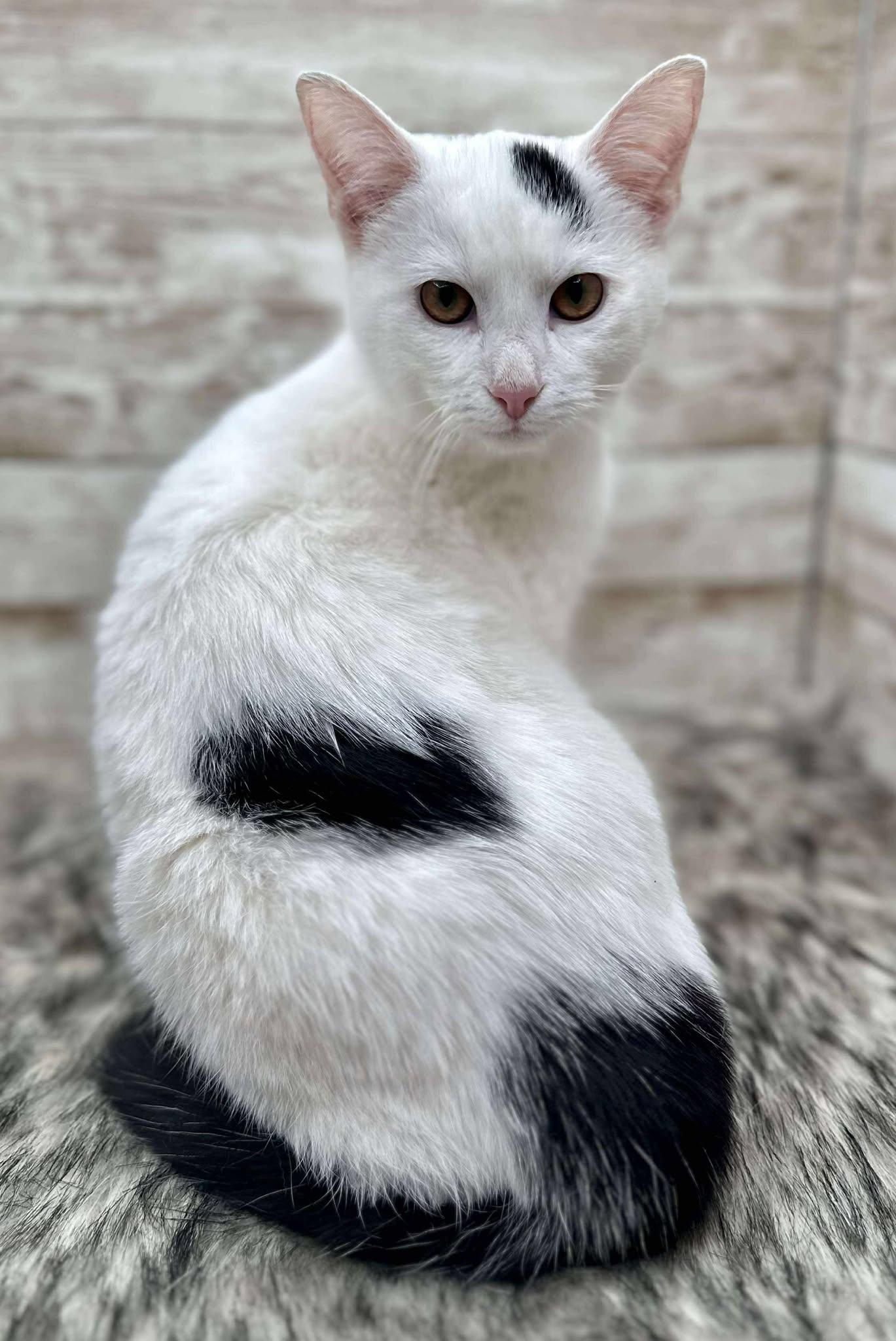 Citrine, an adopted Domestic Short Hair in Lexington, KY image 1/2