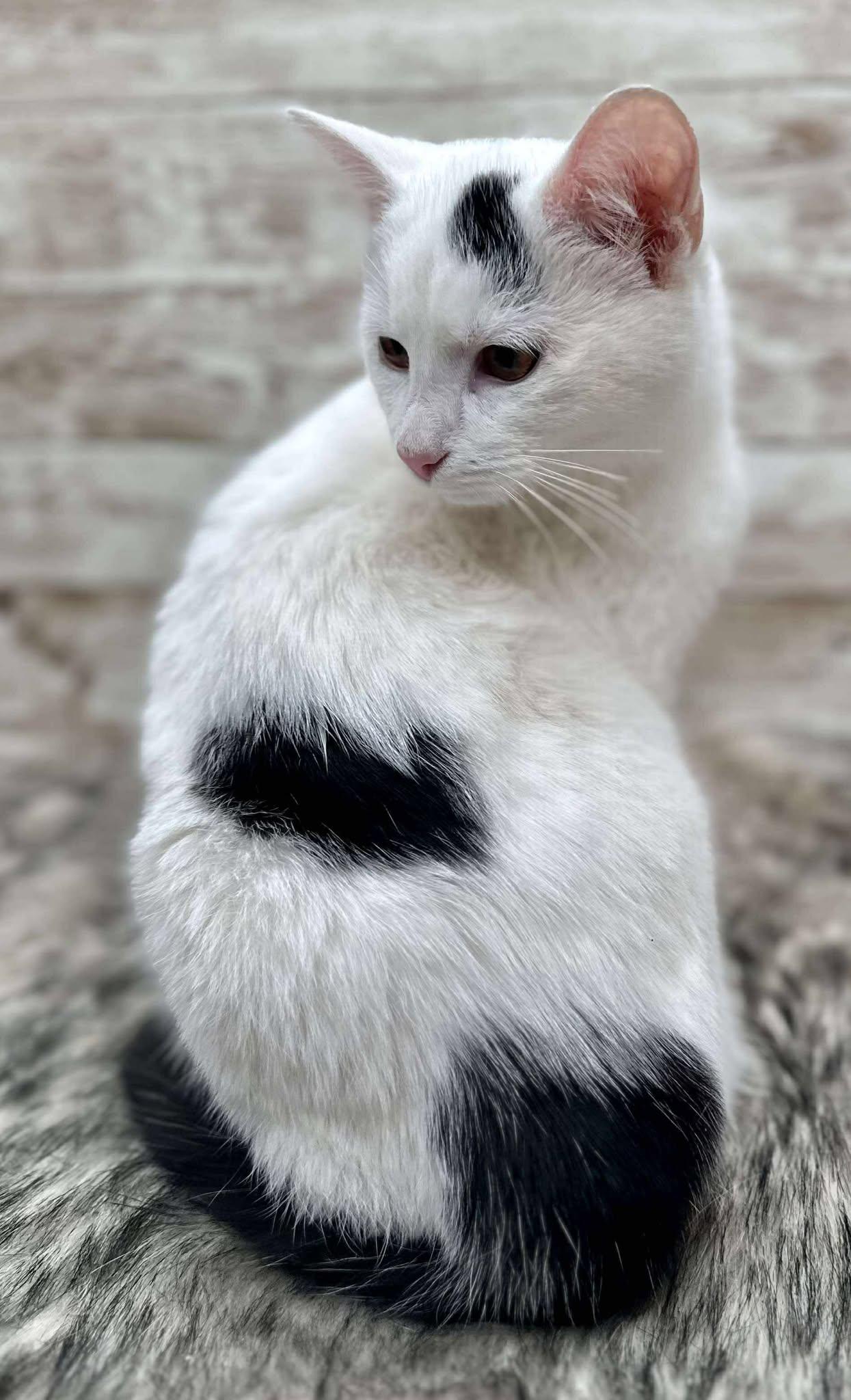 Citrine, an adopted Domestic Short Hair in Lexington, KY image 2/2